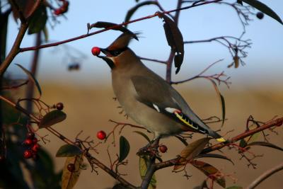 Bohemian Waxwing