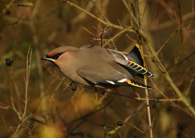 Bohemian Waxwing