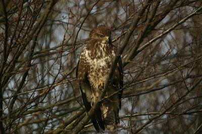 Common Buzzard