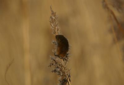 Mouse feeding on seed