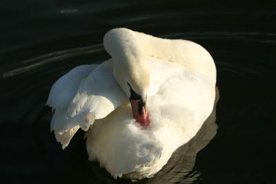 Mute Swan