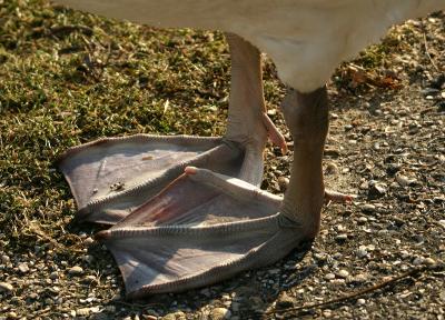 Swan feet