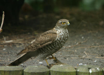 Sparrowhawk caught a sparrow in my yard