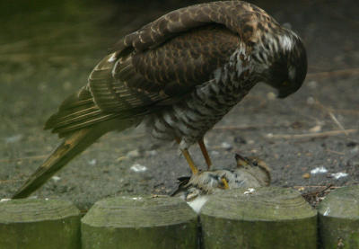 Sparrowhawk having lunch