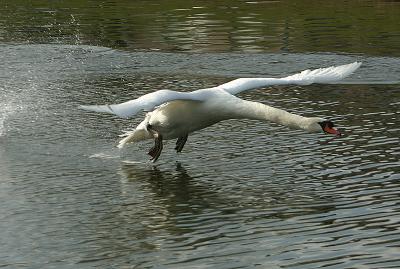 g3/45/373845/3/56358889.IMG_6635swan.jpg