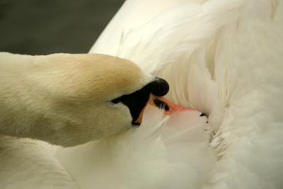 g3/45/373845/3/56358904.IMG_6526swan.jpg