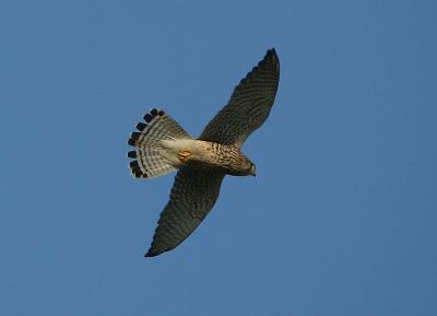 Kestrel