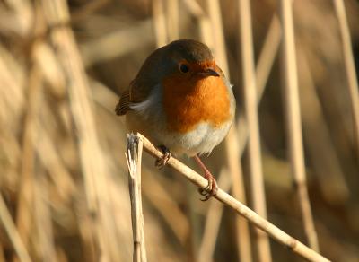 European Robin