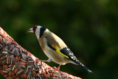 European Goldfinch