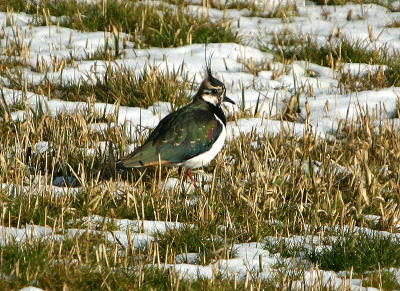 Lapwing