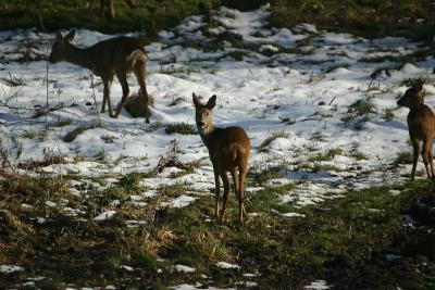 Roe Deer