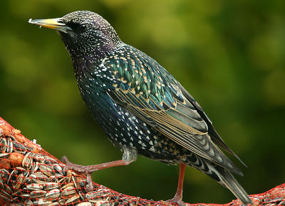 Starling