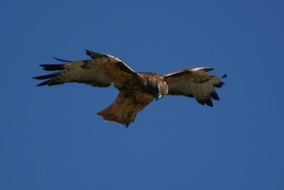 Red-Tailed Hawk