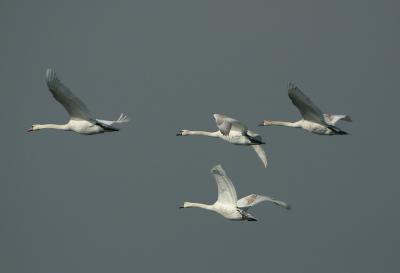 Mute Swans