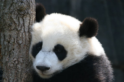 Mei Lan