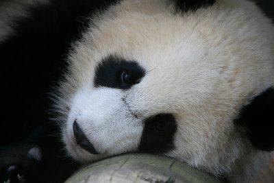 Mei Lan