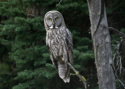 Great Gray Owl