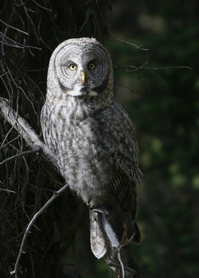 Great Gray Owl