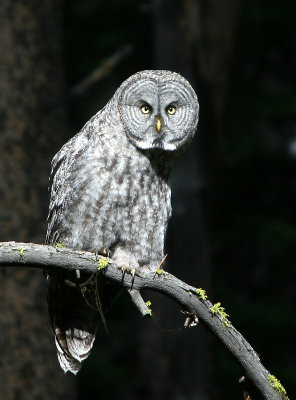 Great Gray Owl