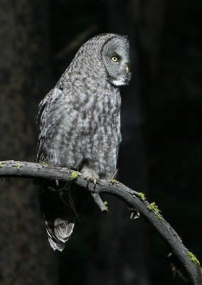 Great Gray Owl