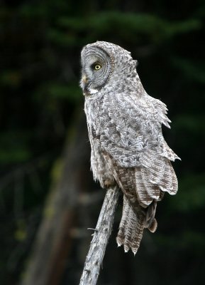 Great Gray Owl