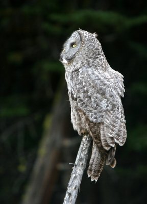 Great Gray Owl