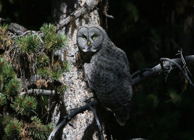 Great Gray Owl