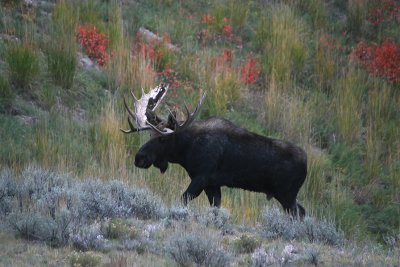 Bull Moose