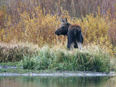 Moose calf