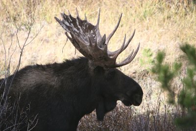 Bull moose