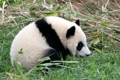 Mei Lan exploring the yard