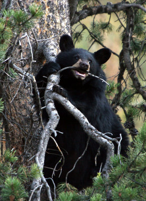 Black Bear cub