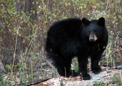 Black Bear cub