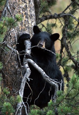 Black Bear cub