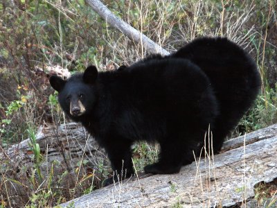 Black Bear cubs