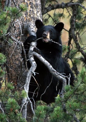 Black Bear cub