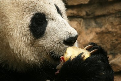 Mei Xiang