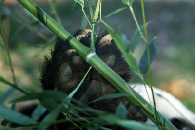 Tai Shan's paw