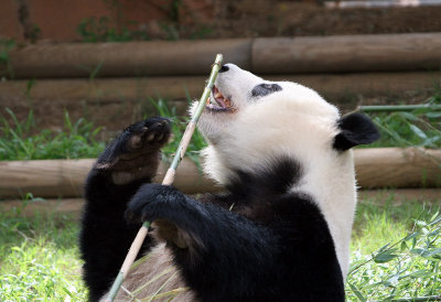 Pandas Zoo Atlanta