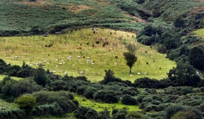 jflavin- sheep-field-Canon 40D_0488.jpg