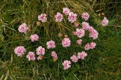 Flowers near South Stack lighthouse on Ynys Mon (Anglesey, North Wales, UK)