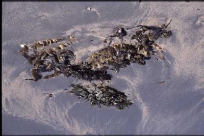 c.hart_Seaweed-35mmslidescan_0113.jpg