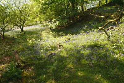 bluebellwood-near-precipice-walk dolgellau