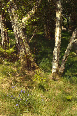 trees1-near-precipice-walk-dolgellau