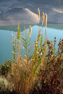 Grasses by lake - Iznajar