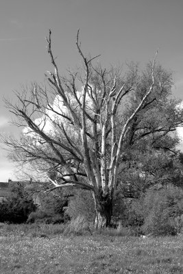 Riverside Tree Malmesbury - Wiltshire - UK