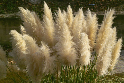 Trabuco - Grasses