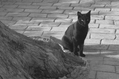 Trabuco - Black Cat