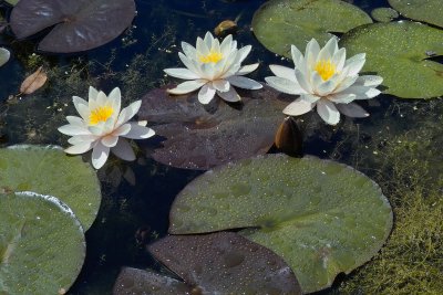 Three lillies