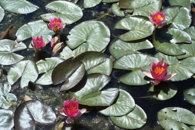 Red-lillies